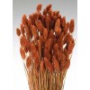 PHALARIS Burnt Oak 24"